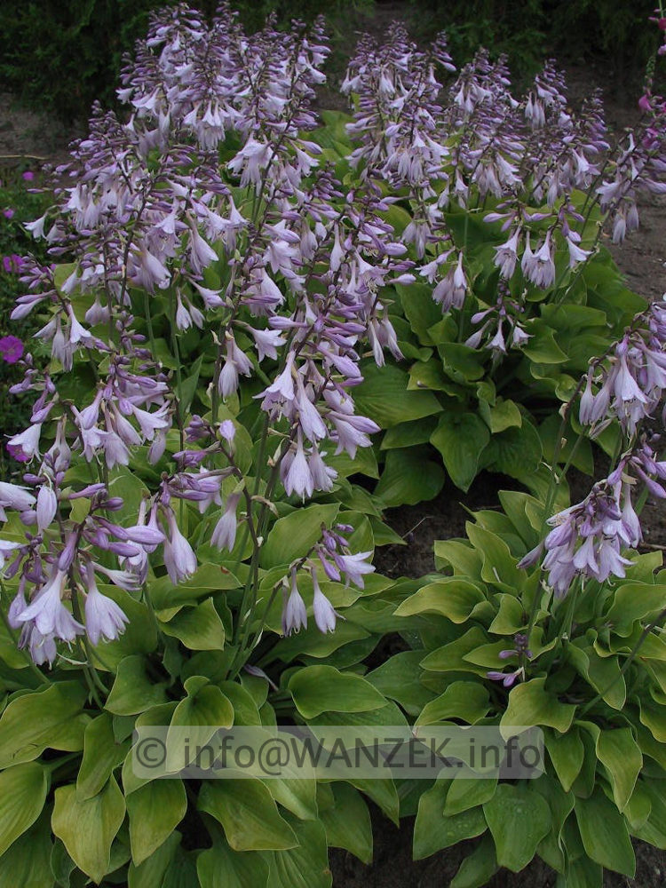Hosta nakaiana Golden Nakaiana 06.jpg